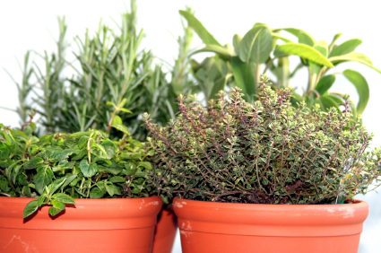 How-to-Plant-a-Herb-Pot